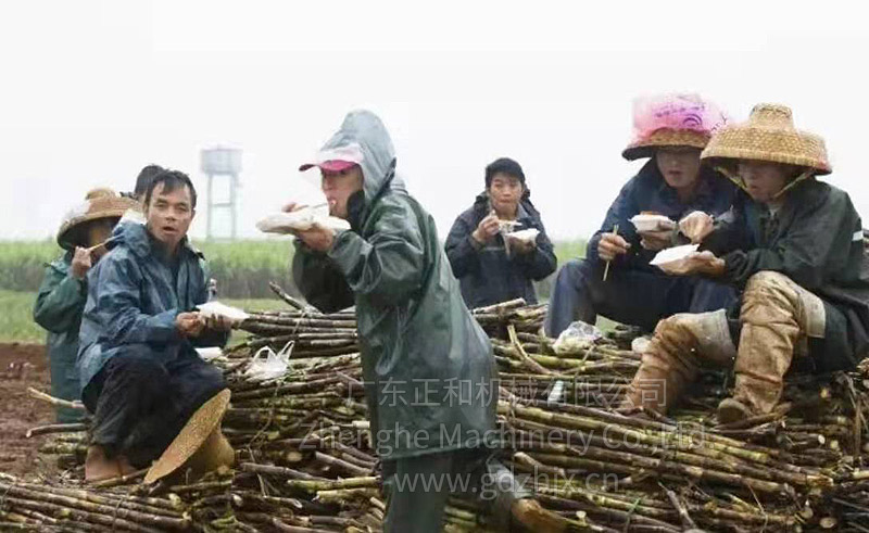 甘蔗全機(jī)械化生產(chǎn)和收獲