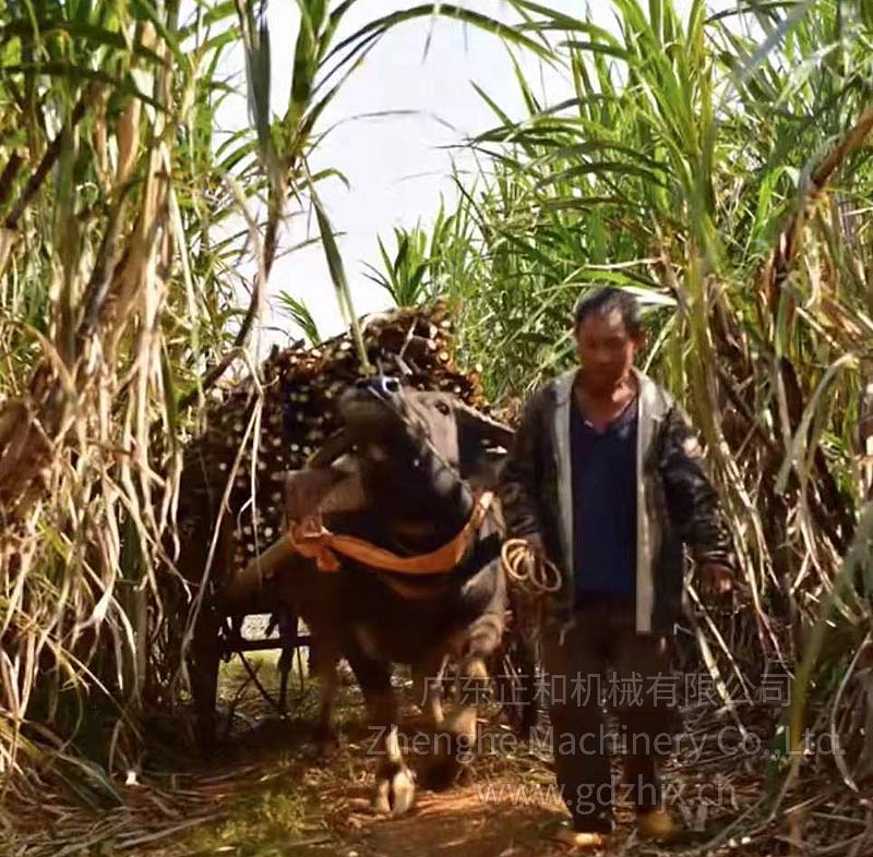 甘蔗全機(jī)械化生產(chǎn)和收獲