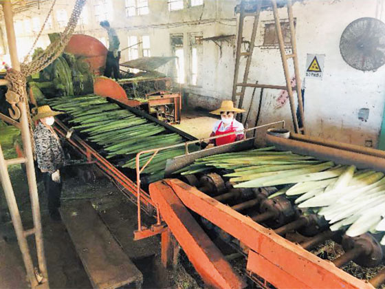 劍麻刮麻機_刮麻機_自動麻刮麻機_劍麻刮麻設(shè)備_劍麻纖維刮麻機_劍麻刮麻機_刮麻生產(chǎn)線_纖維提取加工設(shè)備